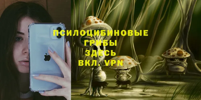 kraken маркетплейс  Ковдор  Галлюциногенные грибы Psilocybine cubensis 